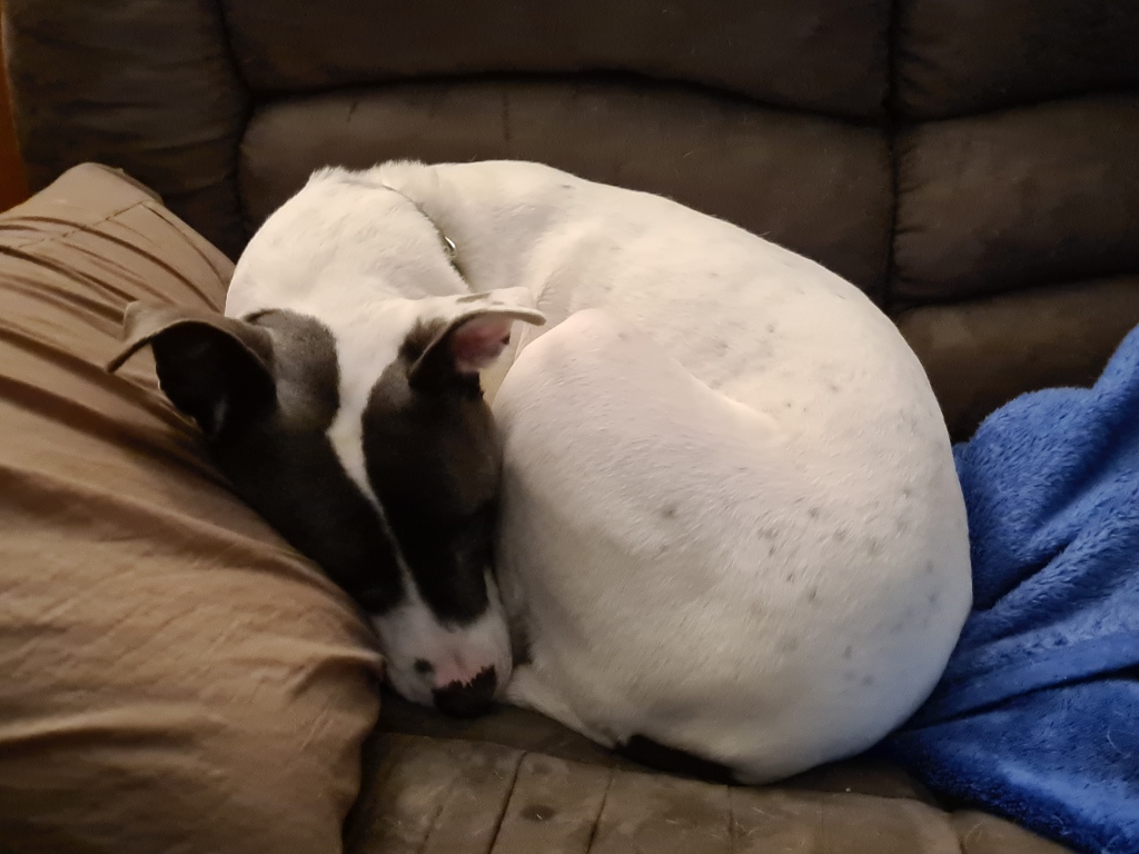 A white dog curled in a ball on a brown couch, her head on a pillow.